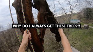 Dead Tree Climbing Unedited Lots of tips and tricks [upl. by Curhan]