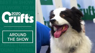 Highlights from Day 1 at Crufts 2020 [upl. by Yllak]