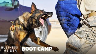 How Military Dogs Are Trained  Boot Camp  Business Insider [upl. by Tricia]