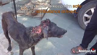 Terribly injured dog seemed to know we had come to save his life [upl. by Devaney]