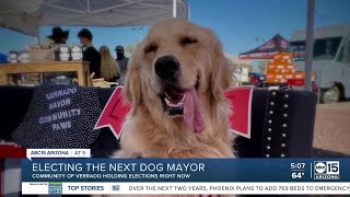 Verrado dog mayor election heats up in final days of campaign [upl. by Novaj]