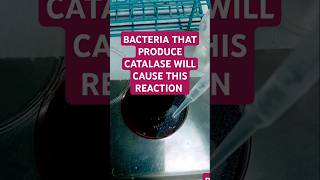 Catalase positive microorganisms containing the enzyme catalase break down hydrogen peroxide [upl. by Kelby262]