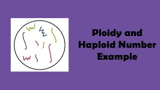 Ploidy and Haploid Number Example [upl. by Enilraep]