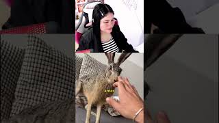 Sabias esto de las liebres humor cosasquenosabiashace5minutos comedia curiosidadesanimales [upl. by Maddeu]