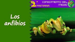 Cono 2º Primaria Tema 5 Los anfibios [upl. by Andros]