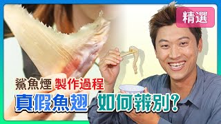 真假魚翅 如何辨別？鯊魚煙製作過程！│《經典好節目》大特寫精選版回顧系列 [upl. by Ecarg]