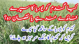 Urea foliar spray on wheat crop  Benefits of Urea spray in wheat crop  urea spray on wheat crop [upl. by Nikal]