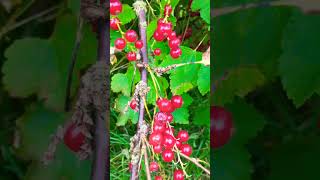 redcurrant berries [upl. by Geoff]