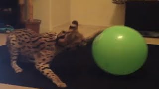 Serval Kills and Plays with Ball [upl. by Eimmit]