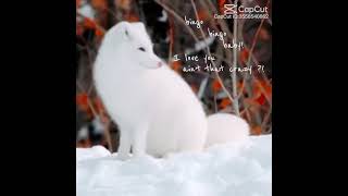 Cute little Snow fox cute therian fox [upl. by Christophe]