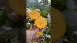 Four Seasons Fruit 🥭🍆🍍 cut persimmon fruit cuttingfruits persimmon [upl. by Ahsienod]