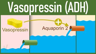 Vasopressin Release and Mechanism of action  Antidiuretic Hormone [upl. by Annerol]