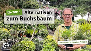 TOP 5 – Die besten Buchsbaumalternativen Ilex crenata Taxus  gardify tipps [upl. by Valenka]