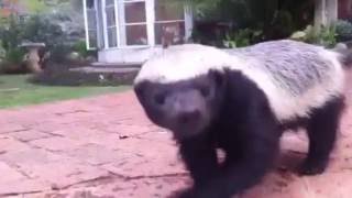 Pet Honey Badger [upl. by Otreblide]