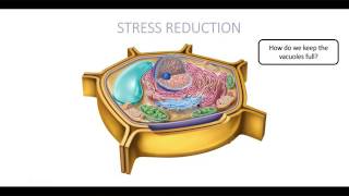 Stress Reduction Osmolytes [upl. by Eissim]