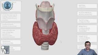 Thyroid Gland Anatomy [upl. by Eyatnod704]