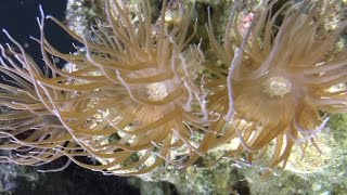 File fish eats aiptasia anemone over a two week span [upl. by Ynaiffit224]