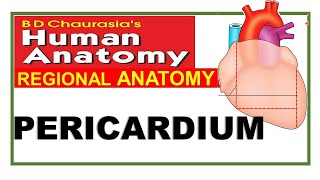 Chp18  Pericardium  BDC Vol 1  Thorax  Dr Asif Lectures [upl. by Welford]