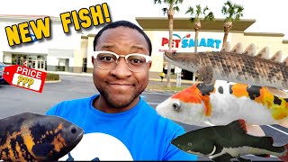 Buying the BIGGEST FISH at PETSMART [upl. by Iorio962]