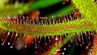 SUNDEW DROSERA CARE CONDITIONS  Carnivorous plants [upl. by Kennett]