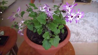 Tidying up Senetti for winter [upl. by Naivatco]