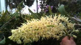 OrchidWeb  Dendrobium speciosum [upl. by Partridge]