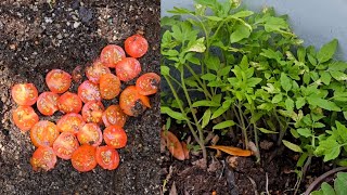 How to germinate tomato seeds from fresh tomatoes [upl. by Lenore438]