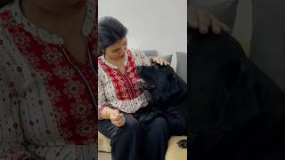 Lucky Loves His Mom doglover lucky [upl. by Atibat]