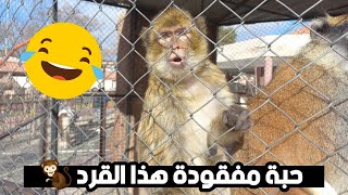 قرد حاب يضربني 🐒 تموت بالضحك 🤣 [upl. by Hilarius370]