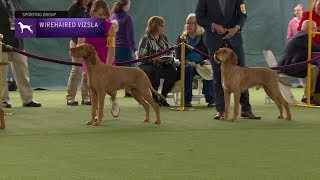 Wirehaired Vizslas  Breed Judging 2023 [upl. by Ennayoj804]