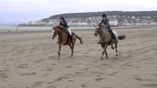 Galloping horses on the beach [upl. by Kokaras743]