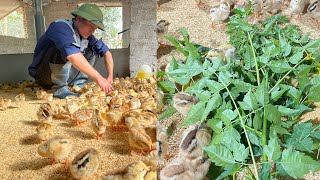 Chicken Farm  Uses of CHINABERRY TREE in agriculture  application in raising chickens [upl. by Mcintyre432]