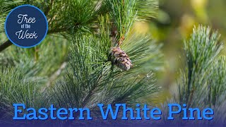 Tree of the Week Eastern White Pine [upl. by Elleinwad]