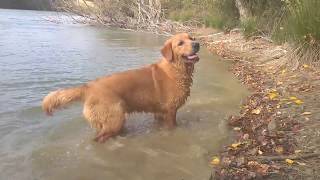 QUI EST LE PLUS BEAU  golden retriever [upl. by Anurag]