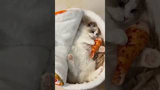 Cozy Noodles Cat Bed ‍ cat catfunny [upl. by Josie]