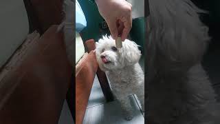 Cão feroz Comendo na mão pets doglover poodle [upl. by Togram668]