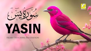 Subhan ALLAH Beautiful Quran recitation voice  Surah Yasin Yaseen سورة يس  Zikrullah TV [upl. by Arhas]