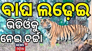 Two Tigers Fighting Over Territory In Similipal Tiger Reserve  Breaking News  Odia News [upl. by Redienhcs]