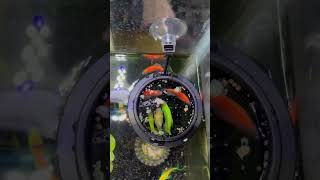 Fish feeding system [upl. by Epotimet]