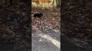 Those crunchy leaves though bubs americanbully dog dogs animal animals leaves autumn fall [upl. by Nrubua304]