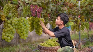 Living off grid in forest gardening growing grappes asparagus and harvest go to market sell [upl. by Cassiani489]