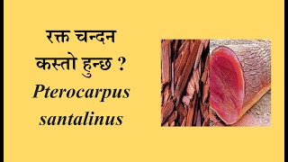 रक्त चन्दनको विउ र रुख कस्तो हुन्छ Ornamental Plan  Pterocarpus santalinus [upl. by Anais]