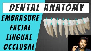 Embrasure  Basics of Dental Anatomy [upl. by Janey]