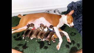 BASENJI MUM GIVING BIRTH ❤️REDTRI BASENJIS LUX LITTER JAX X LUNA 2023 [upl. by Dumanian361]