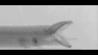 Desmognathus feeding  slow motion xray [upl. by Giustino994]