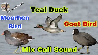 Teal Duck Moorhen Bird Coot Bird Mix call sound  Teal duck sound  Moorhen sound  Coot bird voice [upl. by Sochor]