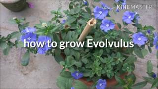 How to grow and care Evolvulussummer low maintenance plantEngHindi [upl. by Ahsimaj]