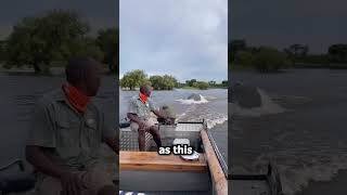 Unbelievable Boat Chased by Enraged Hippo shorts wildlife [upl. by Harpole]