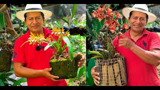 2 Orquídeas Más Bellas y Perfumadas  Juanito el curioso [upl. by Docia745]