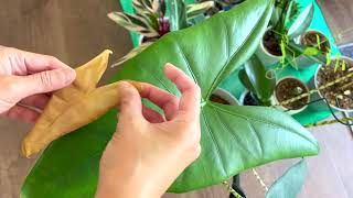 Alocasia Zebrina Cutting off Dead Leaf [upl. by Caddaric]